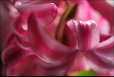 Close-up of pink rose