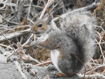 Close-up of squirrel sitting and eating