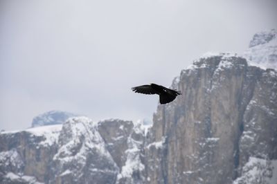 Low angle view of eagle flying against clear sky