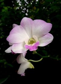 Close-up of flower against blurred background