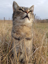 Portrait of a cat on field