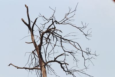 Low angle view of bare tree against clear sky