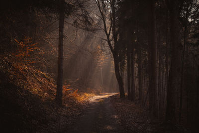 Trees in forest