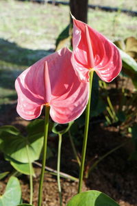 Close-up of pink flower blooming outdoors