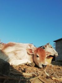 View of a sheep against the sky