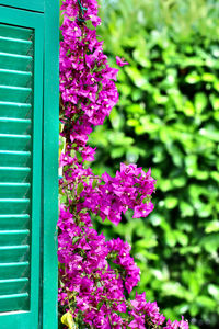 Close-up of pink flowering plant