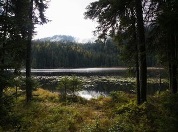 Scenic view of lake in forest against sky