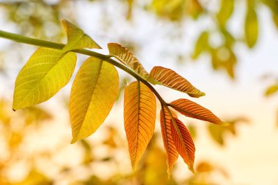 Close-up of yellow leaves during autumn