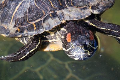 Close-up of a turtle in water