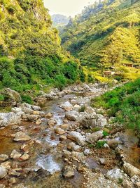 Stream flowing through forest