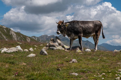 View of a horse on field