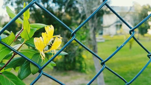 Close-up of yellow flowering plant seen through chainlink fence