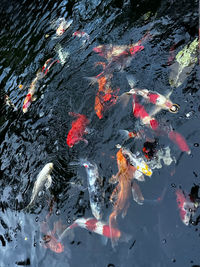 High angle view of koi carps swimming in pond