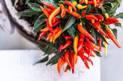 Close-up of red chili peppers on plant