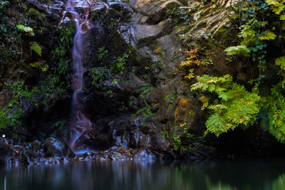 Scenic view of waterfall in forest