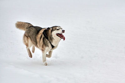 Dog on snow covered land