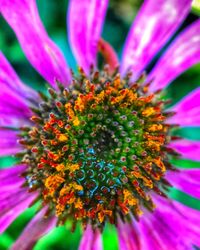 Close-up of fresh purple coneflower blooming outdoors