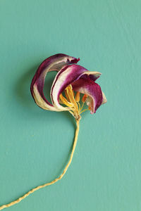 Close-up of purple flowering plant against blue background