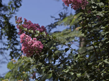 Low angle view of pink flowers blooming on tree