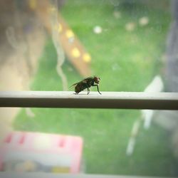 Close-up of housefly on window