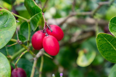 Close-up of red berries growing on tree