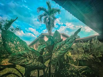 Low angle view of palm trees against sky
