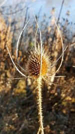 Close-up of thistle