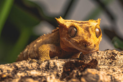 Close-up of a lizard on rock