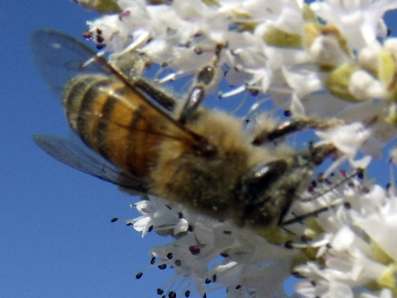 CLOSE-UP OF HONEY BEE POLLINATING FLOWER