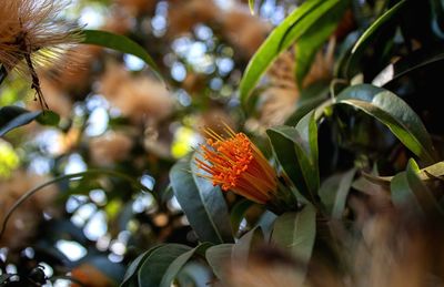 Close-up of butterfly on plant