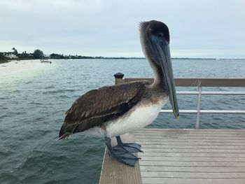 Bird perching on sea against sky