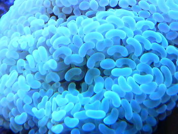 Close-up of sea anemone