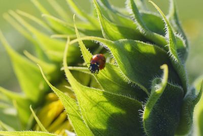 Close-up of insect on plant