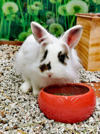 Close-up of a rabbit 