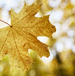 Close-up of dry leaf