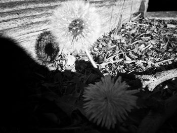 Close-up of dandelion