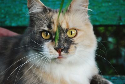 Close-up portrait of cat