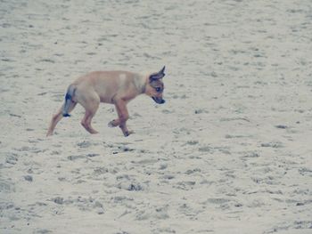 Dog standing on beach