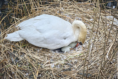 High angle view of birds in nest