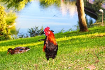 Ducks on a field