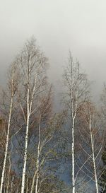 Low angle view of bare trees against clear sky