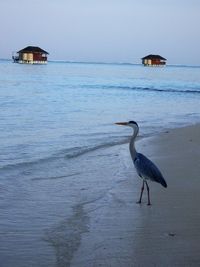 Bird on beach against sky