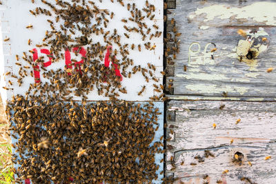 Close-up of honey bees on beehive