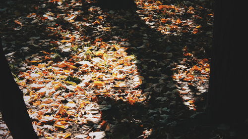 Plant growing on a tree