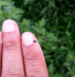 Close-up of ladybug on hand