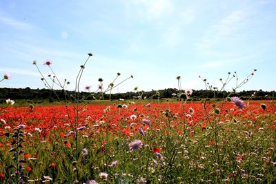 Flowering plants on field against sky