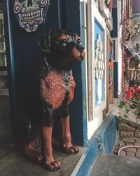 View of a dog looking away