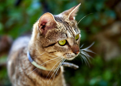 Close-up of cat