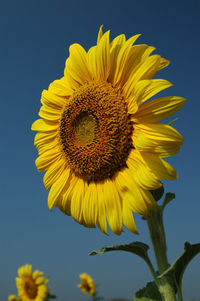 Close-up of yellow sunflower against sky