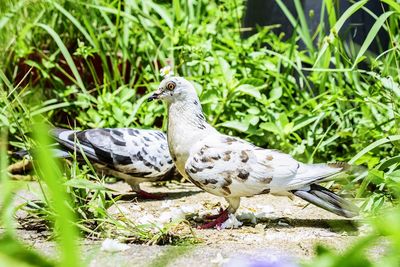 Bird perching on a field